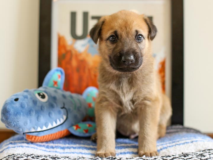 chinook puppy